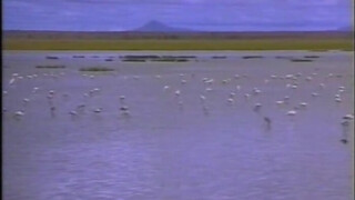 A vadon lánya (1997) - Szinkronos erotikus videó